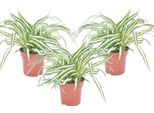 Pianta Ragno - 3 Pezzi - Chlorophytum Comosum 'Atlantic' - A25-40Cm - ⌀12Cm