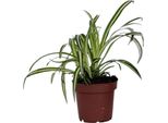 Pianta Ragno - Chlorophytum Comosum 'Atlantic' - Altezza 25-40Cm - ⌀12Cm