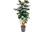 Trendyplants - Polyscias Fabian - Aralia - Pianta D'appartamento - Altezza 120-140 Cm - Dimensioni Vaso Ø24Cm