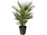 Palma Nana - Chamaerops Humilis - Fiore Di 30 Cm? - 150 Cm Di Altezza