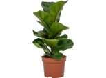 Trendyplants - Ficus Lyrata Bambino - Pianta Di Tabacco - Pianta D'appartamento - Altezza 20-40 Cm - Dimensioni Vaso Ø12Cm