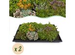 Tappeto Di Sedum Per La Copertura Del Terreno - Resistente - 2 Tappeti Di Vegetazione - 10 Varietà - Tappeto Di Succulente Di Facile Manutenzione Per Giardini, Tetti Verdi E Terrazze - 50X30Cm