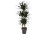 Albero Prezioso - Dracaena Marginata 'Magenta' - Altezza Circa 150 Cm