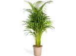 Palma Da Frutto Dorata - Dypsis Lutescens - Areca - Pianta Solitaria - Altezza Circa 100-120Cm - Fioritura? 21 Cm