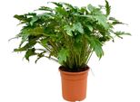 Philodendron Xanadu - Albero Esotico - Altezza Circa 80 Cm