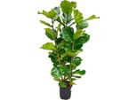 Ficus Lyrata - Fico Violino - Pianta Solitaria - Altezza Circa 155 Cm - Fioritura 27Cm?