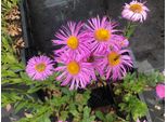 6 X Erigeron Hybr. 'Rosa Jewell' - Margherita Spagnola - Vaso 9X9 Cm