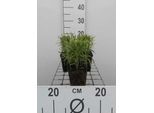 6 X Achillea Ptarmica - Achillea Di Palude - Vaso 9 X 9 Cm