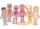 Puzzle Magnetico Del Corpo Umano