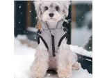 Inf Caldo Gilet In Pile Per Cani Con Design Riflettente - Abbigliamento Invernale Per Cani Di Piccola Taglia M