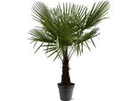 Palma Della Canapa Trachycarpus Fortunei 30 Cm Di Fioritura? 160-180 Cm Di Altezza