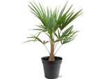 Palma Della Canapa Trachycarpus Fortunei 21 Cm Di Fioritura 90-100 Cm Di Altezza