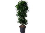 Albero Prezioso - Dracaena Compacta - Koloto? - Altezza Circa 140 Cm - 5 Tronchi?