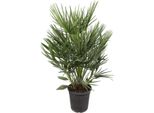 Palma Nana Chamaerops Humilis 21 Cm Di Fioritura 100 Cm Di Altezza