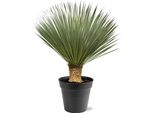 Giglio Delle Palme Yucca Rostrata - Fioritura Di 40 Cm - Altezza Circa 100-120 Cm