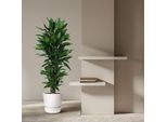 Dracaena Deremensis 'Janet Lind' - Forte Ramificata - Alta Circa 140-160 Cm
