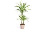 Albero Prezioso - Giglio Prezioso - Dracaena Deremensis White Stripe - Altezza 70-90 Cm