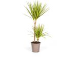 Albero Prezioso - Dracaena Marginata 'Sunray' - Sunray - Alto 80-100Cm