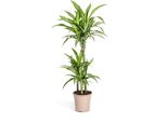Albero Prezioso - Giglio Prezioso - Dracaena Deremensis White Stripe - Alto 90-110Cm