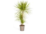 Albero Prezioso - Dracaena Marginata 'Sunray' - Raggio Di Sole - Altezza 100-110 Cm