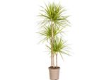 Albero Prezioso - Dracaena Marginata 'Sunray' - Sunray - Alto 130-150 Cm