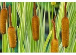 6 X Typha Lat. 'Variegata' - Giunco Variegato A Foglia Larga - Vaso 9 X 9 Cm