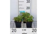 6 X Mentha Pulegium - Menta Polica - Vaso 9 X 9 Cm
