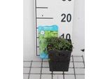 6 X Hydrocotyle Novae-Zelandiae - Centella Della Nuova Zelanda - Vaso 11 X 11 Cm