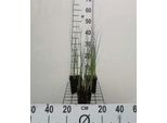 6 X Typha Minima - Giunco Nano - Vaso 9 X 9 Cm