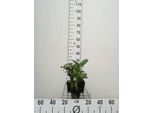 6 X Zantedeschia Aethiopica - Calla Bianca - Vaso 9 X 9 Cm