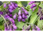 6 X Symphytum Officinale - Comfrey - Vaso 9 X 9 Cm