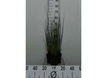 6 X Juncus Inflexus ( Glaucus) - Giunco Grigio-Blu - Vaso 9 X 9 Cm