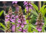 6 X Stachys Palustris - Ziest Di Palude - Vaso 9 X 9 Cm
