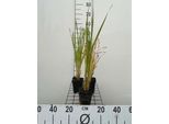6 X Typha Latifolia - Giunco A Foglia Larga - Vaso 9 X 9 Cm