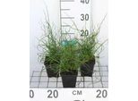 6 X Juncus Effusus 'Spiralis' - Giunco Cavatappi - Vaso 9 X 9 Cm