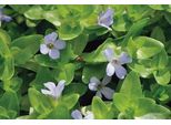 6 X Bacopa Caroliniana - Blue Greaseleaf - Vaso 9 X 9 Cm