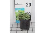 6 X Hydrocotyle Sieboldii 'Variegata' - Centella Giapponese Colorata - Vaso 11 X 11 Cm