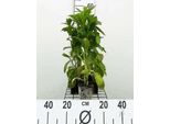 6 X Lobelia Siph. 'Alba' - Lobelia Bianca Blu - Vaso 9 X 9 Cm