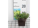 6 X Hydrocotyle Vulgaris - Centella Comune - Vaso 11 X 11 Cm