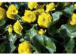 6 X Caltha Palustris - Calendula Di Palude - Vaso 9 X 9 Cm
