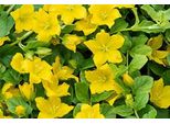 6 X Lysimachia Nummularia - Centella - Vaso 9 X 9 Cm