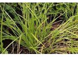 6 X Carex Elata ('Stricta') - Carice Alta - Vaso 9 X 9 Cm