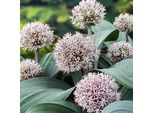 6 X Allium Carataviense - Porro Carataviense - Vaso 9 X 9 Cm