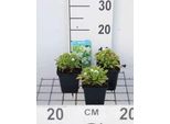 6 X Myosotis Pal. 'Ice Pearl' ('Alba') - Nontiscordardime Di Palude 'Ice Pearl' - Vaso 9 X 9 Cm