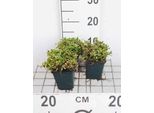 6 X Mentha Cervina ( Preslia Cervina) - Menta Dei Cervi - Vaso 9 X 9 Cm
