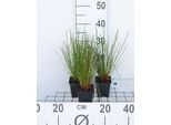 6 X Juncus Effusus - Giunco Piatto - Vaso 9 X 9 Cm