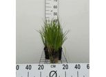 6 X Juncus Ensifolius - Giunco A Foglie Di Spada - Vaso 9 X 9 Cm