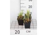 6 X Carex Acutiformis - Carice Di Palude - Vaso 9 X 9 Cm