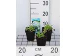 6 X Myosotis Palustris - Nontiscordardime Di Palude - Vaso 9 X 9 Cm