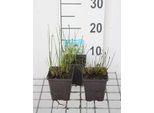 6 X Eleocharis Palustris - Lenticchie Di Palude - Vaso 9 X 9 Cm